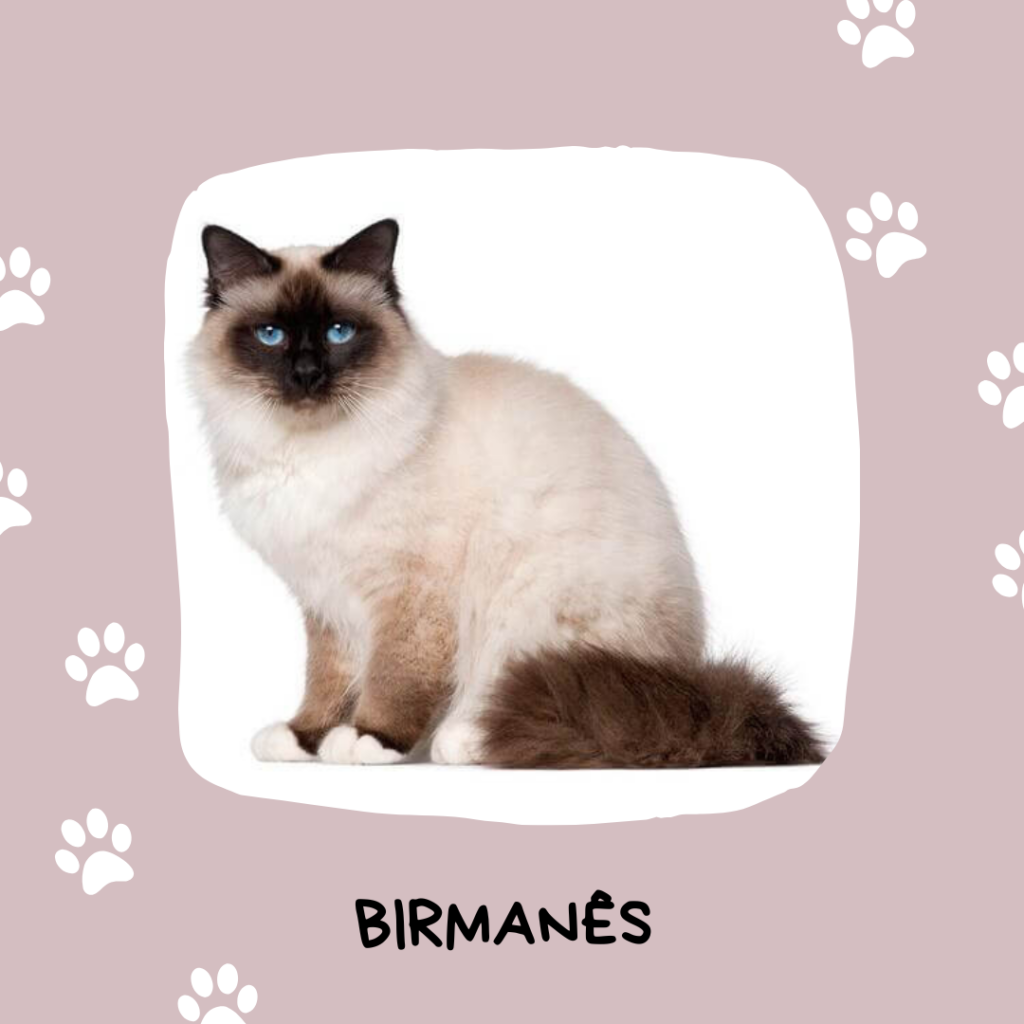 Gatos Ideais para Famílias