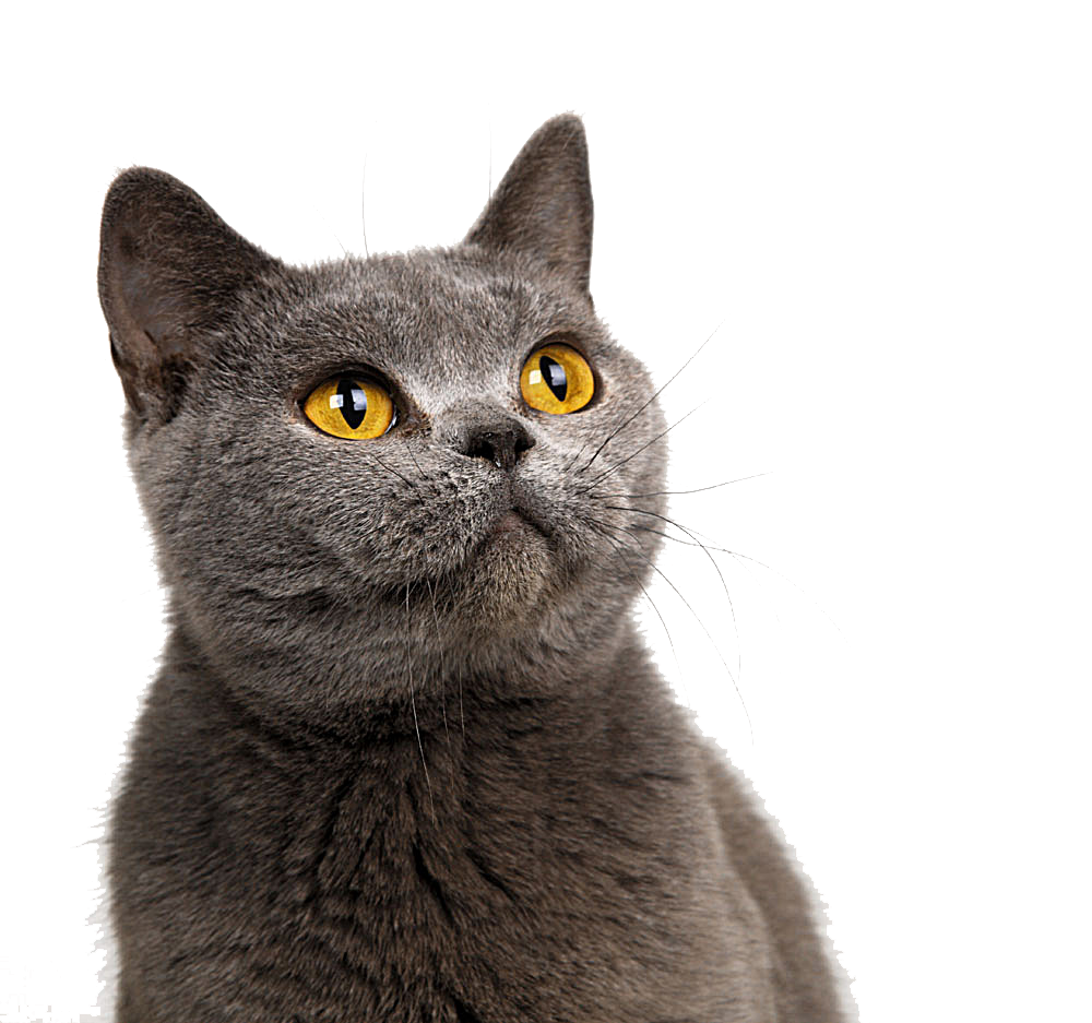 Tutores de gatos , dicas