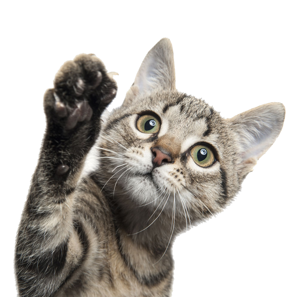 Raças de Gatos ideal , cuidados